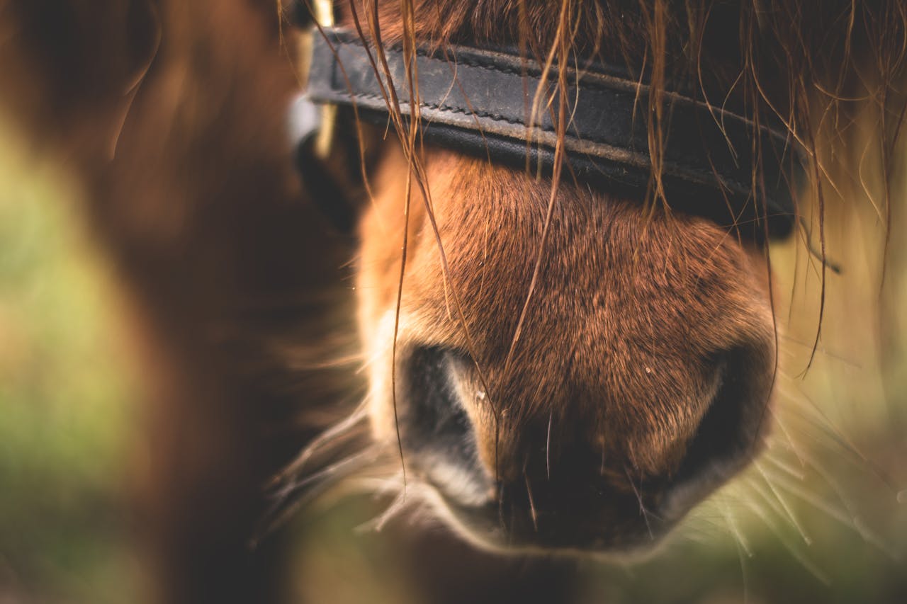 portfolio-05 Detailed close-up view of a brown horses muzzle and nostril, capturing the texture of its fur and bridle.